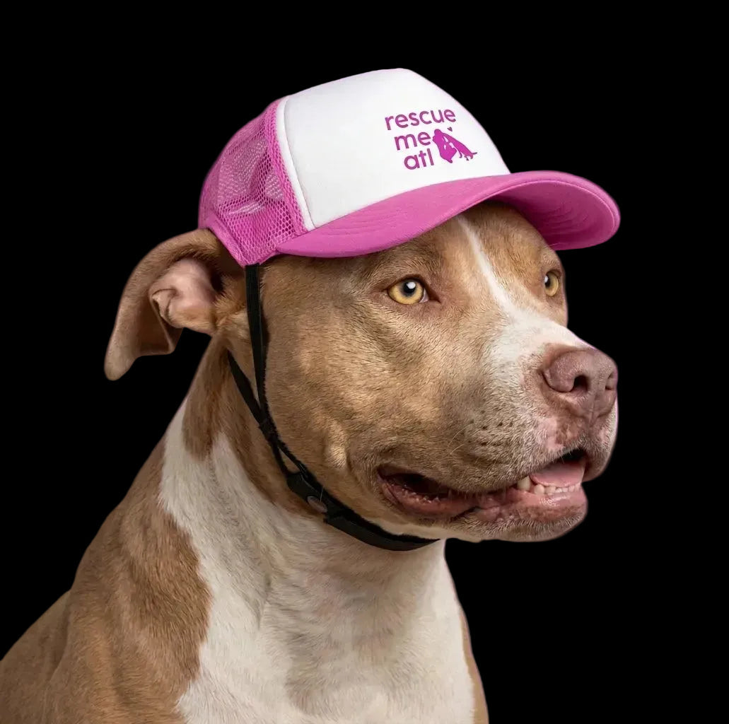 For the Dogs